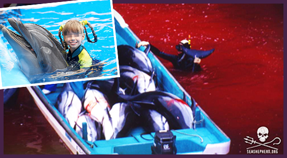 Delfine in Taiji abgeschlachtet oder gefangen