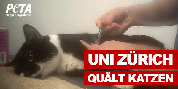 Uni Zürich quält Katzen