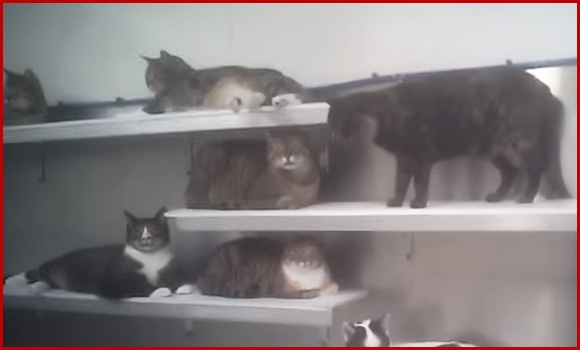 Katzen im Versuchslabor