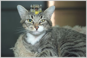 Tierversuche Stoppen Peta Deutschland E V