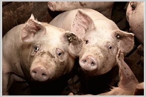 Peta Deutschland Spenden Fur Tiere In Not Peta Deutschland E V