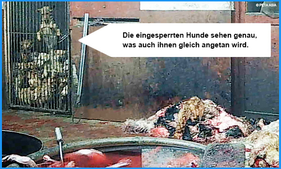 Hunde hinter einer Gittertür sehen die toten Körper und Wannen voller Blut von anderen Tieren