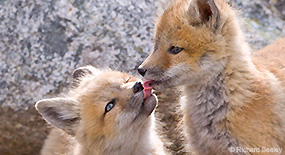 Zwei Fuchsjunge liebkosen einander