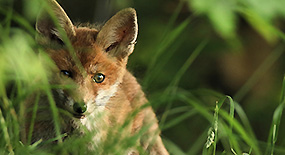 Ein Fuchsjunges versteckt sich im hohen Gras, sein Gesicht ist halb zu sehen