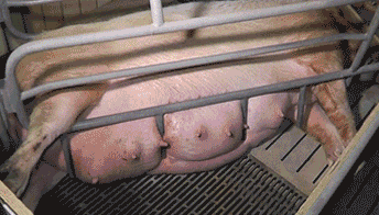 GIF mit eingesperrten Tieren in der Bekleidungsindustrie