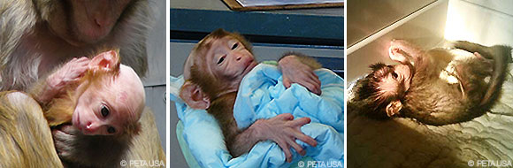 Mehrere Fotos von Affenbabys in Tierversuchslaboren zeigen kahle, geschwächte Körper und die verängstigten Blicke der missbrauchten Tiere