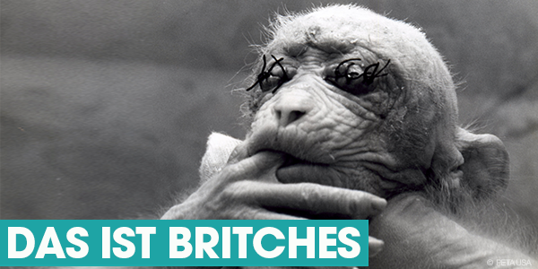 Britches: Dem Affenbaby wurden die Augenlider nur wenige Tage nach der Geburt zugenäht