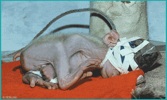 Bilder des Affenbabys zeigen, wie winzig Britches zum Zeitpunkt der grausamen Experimente war