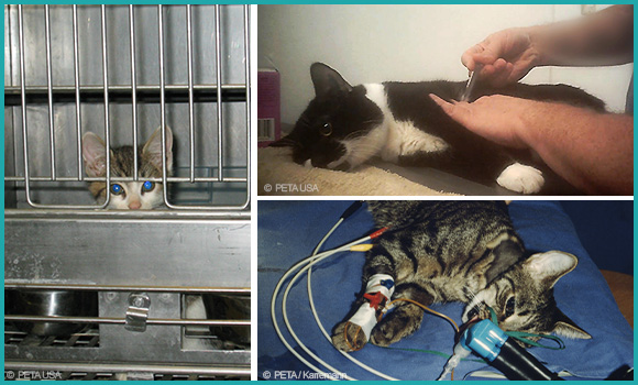 1. Babykatze im Käfig, 2. Angestellte:r gibt einer Katze eine Spritze, 3. Katze auf dem Labortisch mit Schläuchen im Mund