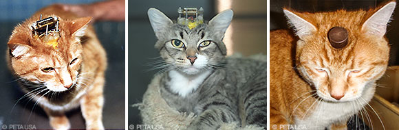 Bilder von drei Katzen, denen in Tierversuchen Elektroden in das Gehirn implantiert wurden