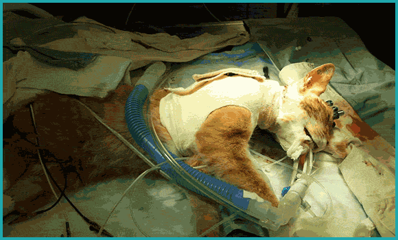 Aufnahmen aus der Operation, in der Double Troubles Narkose nachgelassen hat, zeigen, wie der Katze auf dem Labortisch Implantate in den Kopf gesetzt werden