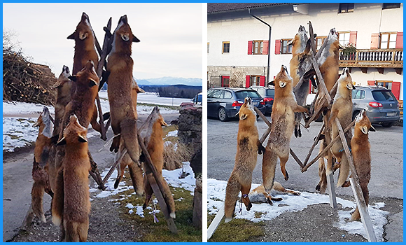 Die Füchse werden gejagt, getötet und ihre toten Körper anschließend stolz präsentiert - wie auf diesen Bildern: Mehrere Füchse an einem Holzgestell in aller Öffentlichkeit vor einem Gasthof aufgehängt