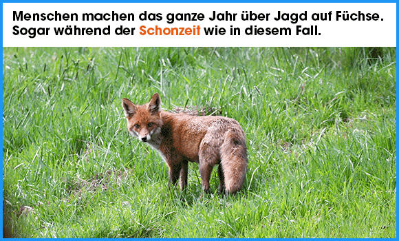 Bilder eines Fuchses während er erschossen wird - während der Schonzeit