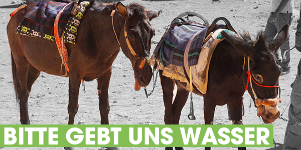 Ein Esel und ein Pferd schleppen sich durch die Hitze der jordanischen Wüste in Petra. Auf ihrem Rücken liegen Decken und ein Sattel für die Urlaubenden, die dafür bezahlen, sich von den ausgezehrten Tieren tragen zu lassen. Dem Maulesel hängt die Zunge aus dem Mund - trotz extremer Temperaturen werden sie nicht ausreichend mit Wasser versorgt