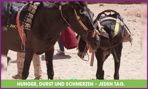 Bilder aus Santorini zeigen, wie erschöpft die Tiere sind, die den ganzen Tag ohne Wasser und medizinische Versorgung Urlaubende über steile, rutschige Treppen befördern müssen. In den Pausen stellen sie sich nah an die Mauern, um der brennenden Hitze ein wenig zu entgehen. Ihre Köpfe lehnen sie entkräftet gegen die Wand oder auf anderen Tieren ab