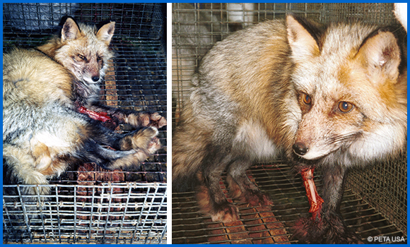 Zwei Aufnahmen eines Fuchses zeigen, wie dieser in einem engen Käfig auf einer Pelzfarm kauert. Sein rechtes Vorderbein ist bis auf den Knochen abgenagt