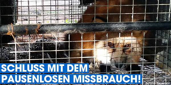 Ein Fuchs kauert geduckt im Käfig auf einer Pelzfarm. Wände, Decken und Boden bestehen nur aus dünnen Gitterstäben, es gibt keine Möglichkeit, die Pfoten zwischendurch auf Erde oder Stroh zu entspannen