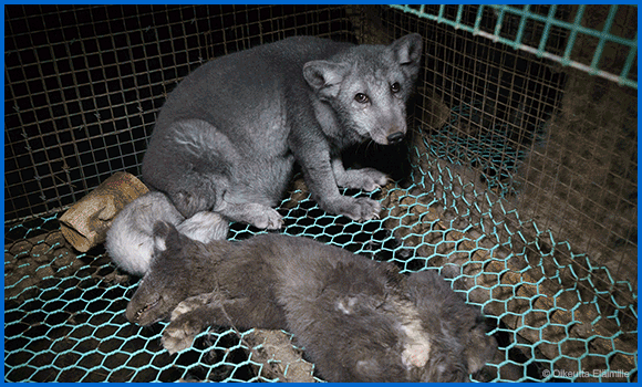 Bild 1: Ein Fuchs kauert im Käfig auf einer Pelzfarm. Direkt neben ihm liegt der Körper eines toten Mitgefangenen. Bild 2: Ein kaum noch zu erkennender Fuchs im Käfig auf einer Pelzfarm. Er wurde so stark gemästet, um mehr Fell zu erhalten, dass er sein eigenes Körpergewicht kaum noch tragen kann. Bild 3: Ein weißes Tier steht auf den Gitterstäbden des Käfigs auf einer Pelzfarm, sein Gesicht scheint verletzt zu sein, die geduckte Körperhaltung zeigt seine Angst