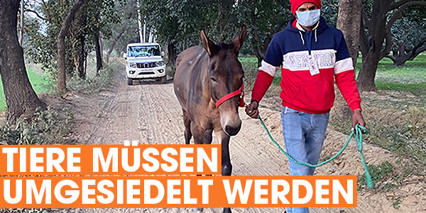Sybmolbild: Tiere müssen umgesiedelt werden. Ein Mann von Animal Rahat führt ein Pony über eine breite sandige Allee, hinter ihnen fährt ein Geländewagen