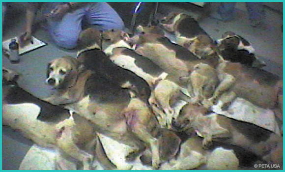 10 Beagle liegen mit aufgedunsenen Körpern auf dem Boden des Tierversuchslabors. Nur wenige sind noch in der Lage dazu, sich zu bewegen und den Kopf zu heben. Vor ihnen kniet ein an den Versuchen beteiligter Mensch in blauer OP-Kleidung