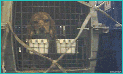 Undercover-Aufnahmen vom Flughafen zeigen einen Beagle, der neben vielen anderen in je eine kleine Transportbox gesperrt ist. Der verängstigte Hund sucht den Kontakt zu dem Menschen, der ihn filmt und lässt sich durch die Gitterstäbe streicheln