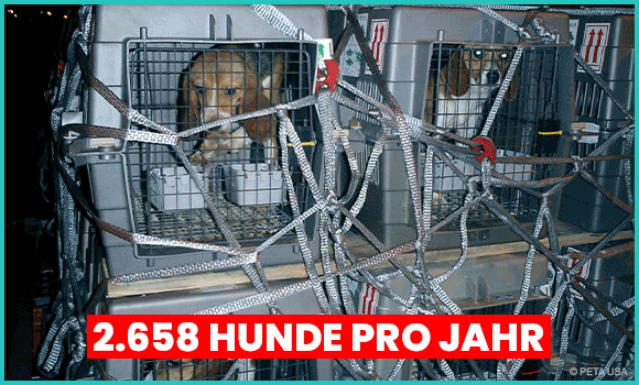 Bilder von Hunden beim Transport, im Käfig und während der Experimente im Tierversuchslabor. Mit Text: 2.658 Hunde pro Jahr = 221 Hunde pro Monat = 7 Hunde pro Tag