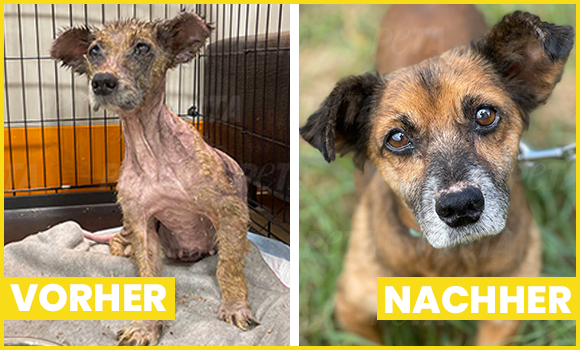 Vorher-Nachher-Bilder von Victory, deren extrem entzündete Haut sich nach ihrer Rettung wieder komplett erholt hat