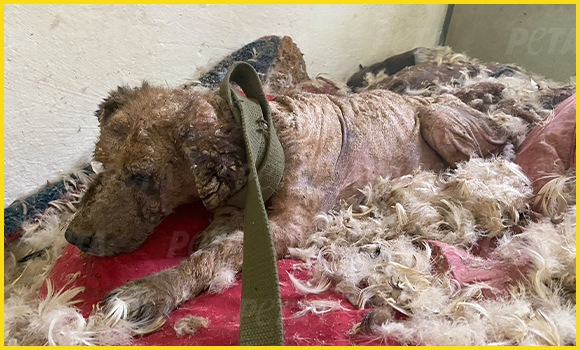 Victory liegt ausgestreckt auf einem vollkommen verdreckten Bett. Ihr Körper ist nackt, ihre Haut muss schrecklich jucken. Man sieht die Rippen der geschwächten Hündin durch die Haut