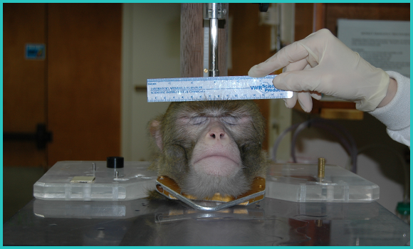 Ein Affe ist im Primatenstuhl eingesperrt und wird mit einem Lineal vermessen. Er kann sich nicht wehren und presst die Augenlider zusammen, um nicht zu sehen, was geschieht. Eine Scheibe trennt seinen restlichen Körper vom Kopf.