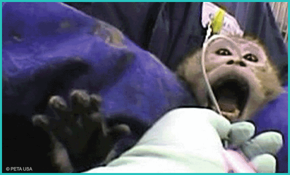 Undercover-Aufnahmen zeigen Nahaufnahmen von Affen während grausamer Experimente: ihnen werden mit Schläuchen Substanzen in den Magen gepumpt, sie werden in enge Röhren gesteckt oder in sogenannten Primatenstühlen fixiert
