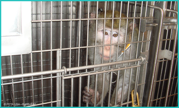 Ein Affe sitzt in einem engen Käfig im Tierversuchslabor und hält sich mit einer Hand an den Gitterstäben fest. Der Blick wirkt traurig und hoffnungslos.