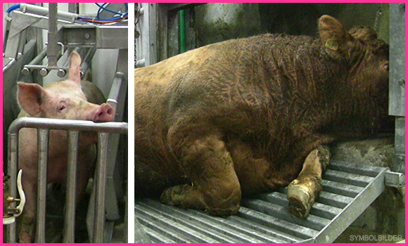 Bilder aus dem Schlachthaus. Links: Ein Schwein steht in einem engen Käfig und schaut angstvoll zu einem Tier außerhalb des Bildausschnittes, das vor seinen Augen getötet wurde. Rechts: Ein Rind liegt mit offenen Augen im Schlachthaus - und wird wohl nie wieder aufstehen