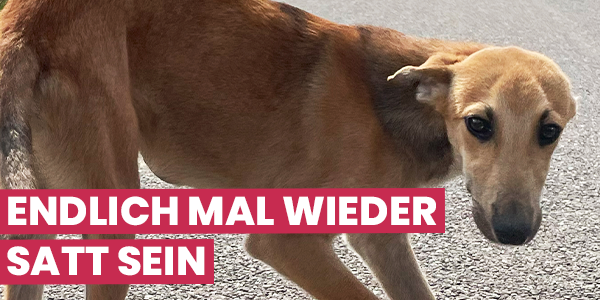 Ein sehr dünner Hund schaut mit ängstlich angelegten Ohren in die Kamera. Die Körperhaltung ist geduckt und defensiv. Der Hund lebt in Rumänien auf der Straße und ist es nicht gewöhnt, dass Menschen ihm etwas Gutes wollen