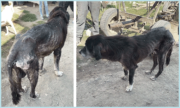 Bilder eines sehr dünnen, alten Hundes mit schwarzbraunem Fell. Am Rücken und an den Beinen ist er fast kahl. Die Rippen- und Beckenknochen stechen deutlich aus der erkrankten Haut hervor