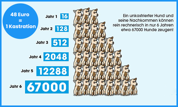 Eine Illustration der rechnerisch möglichen Vermehrung unkastrierter Hunde. Auf dem Bild steht: 