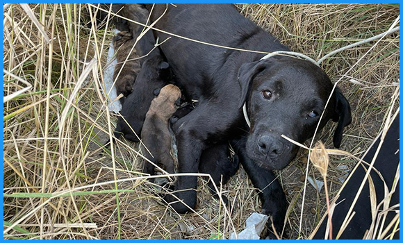 Auf diesem Bild sieht man eine Hündin, die im Gras liegt. Sie säugt mehrere Welpen. Die Hündin guckt in die Kamera.