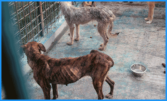 Auf diesem Bild sind zwei Hunde zu sehen. Die vordere Hündin ist abgemagert, man sieht ihre Rippen deutlich hervorstehen.