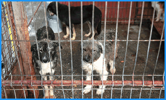 Eine Abfolge von Bildern aus einem rumänischen Tierheim, in dem Hunde beengt in tristen Zwingern gehalten werden.