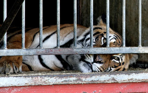 Tiger liegt hinter Gittern am Boden