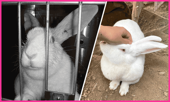 Dieses Bild ist zweigeteilt. Links sieht man mehrere Aufnahmen von Kaninchen in Tierversuchslaboren mit gereizten Augen, rasiertem Rücken, hinter Gitterstäben usw. Rechts ist ein Bild von der geretteten Roberta, die gestreichelt wird.