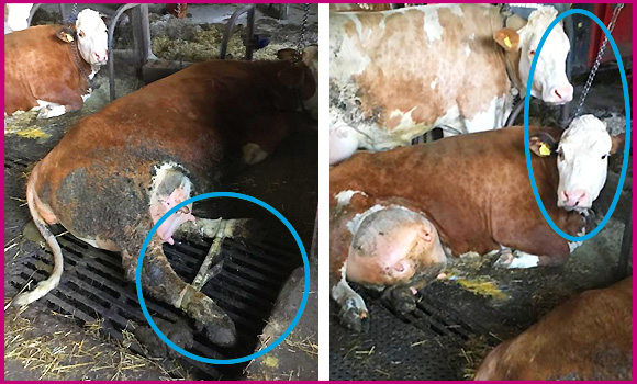 Das Bild ist zweigeteilt: Links sieht man eine Kuh in Anbindehaltung, deren Hinterbeine mit einer Stange verbunden sind. Rechts sieht man eine Kuh in Anbindehaltung mit geschwollenem Euter. Ihr Hals ist mit einer Kette festgebunden.