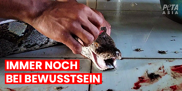 Eine Python schaut in die Kamera. Ein Mann hält ihren Kopf und setzt ein Rasiermesser an. Auf dem Bild steht: