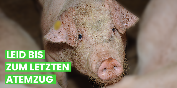 Das Bild zeigt ein traurig aussehendes Schwein, das in die Kamera blickt. Auf dem Bild steht: Leid bis zum letzten Atemzug