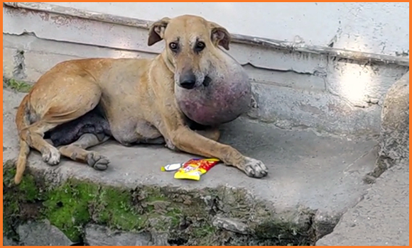 Dieses Bild zeigt eine kranke Hündin mit einer riesigen Wucherung am Hals.