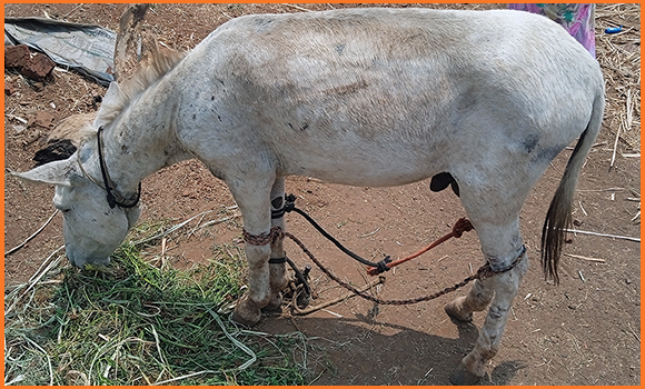 Dieses Foto zeigt einen Esel in einer Ziegelbrennerei mit zusammengebundenen Vorder- und Hinterbeinen.