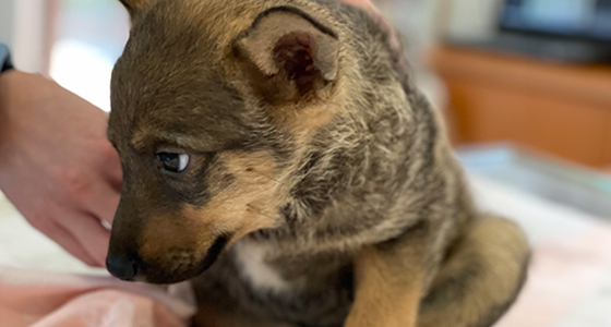 Ein brauner Welpe sitzt mit schüchternem Blick auf einem OP-Tisch und wird sanft von einer Hand berührt.
