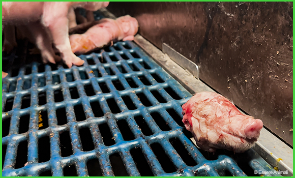 Das Bild zeigt den abgetrennten Kopf eines Ferkels auf Spaltenboden. Im Hintergrund liegt ein weiteres Ferkel auf dem Boden, daneben steht ein noch lebendes Ferkel.