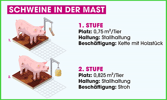 Eine Grafik, die zeigt, wie viel Platz und welche Beschäftigungsmöglichkeiten Schweine in den verschiedenen Haltungsstufen haben.