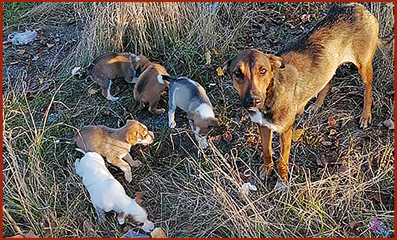 Das Bild zeigt eine Hündin mit fünf Welpen in einem Feld. Die Hündin blickt in die Kamera.