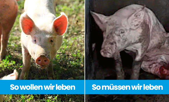 GIF bestehend aus drei Bildern, die jeweils zeigen: Schwein auf Wiese und Schwein im Stall, Kalb auf Wiese und Kühe im Stall, Gans auf Wiese und Gans im Stall. Darunter der Text: So wollen wir leben - So müssen wir leben.